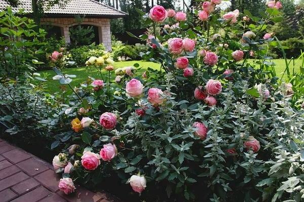 Giống hoa hồng Shraba: hướng dẫn trồng và chăm sóc đúng cách