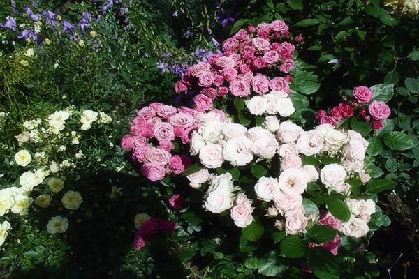 Roses Spray: en beskrivelse av riktig planting av planten