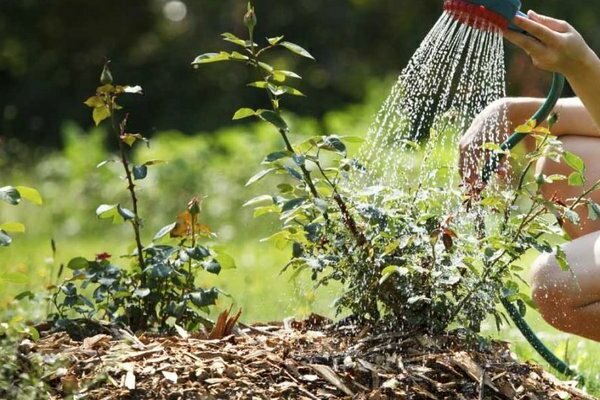 Rose spray: instruksjoner for riktig pleie