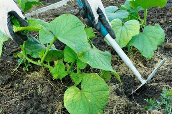 cucumbers turn yellow leaves what to do