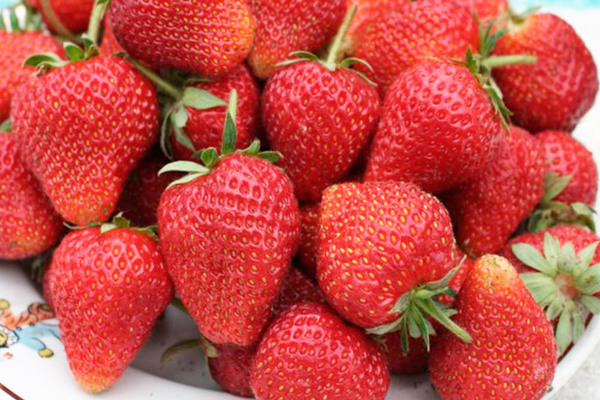 Penerangan strawberi selva