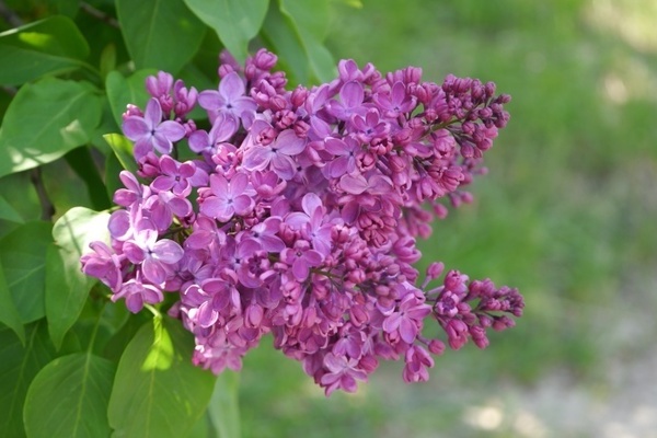 penjagaan lilac