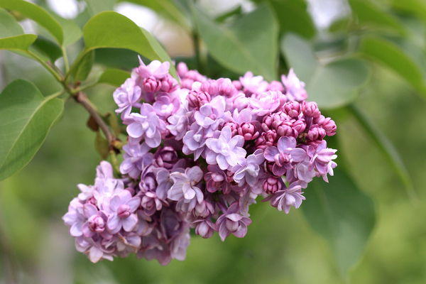 penjagaan lilac