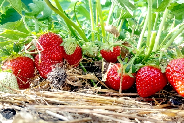 pelbagai jenis strawberi Elizabeth