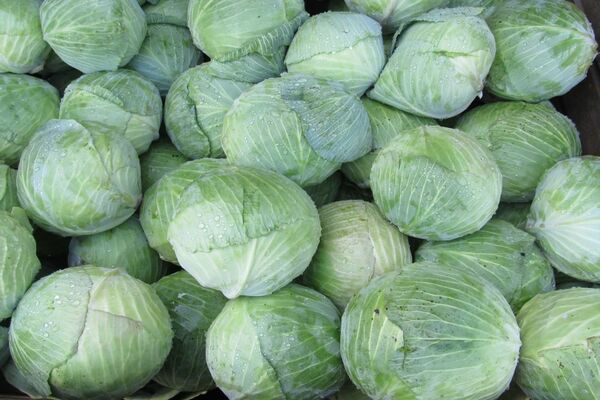 white cabbage varieties