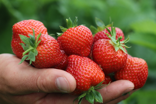 strawberry varieties with photo