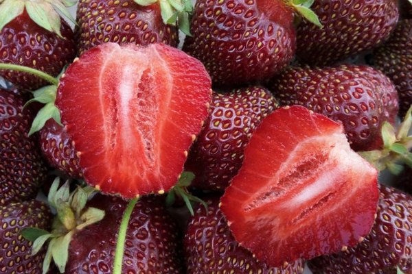 ang pinakamahusay na pagkakaiba-iba ng mga strawberry