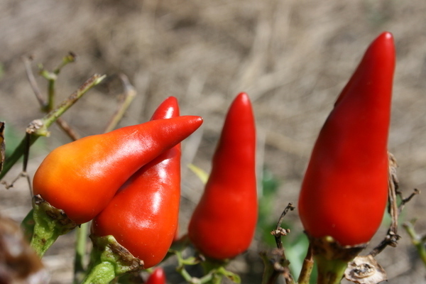 The most famous varieties of peppers for suburban areas