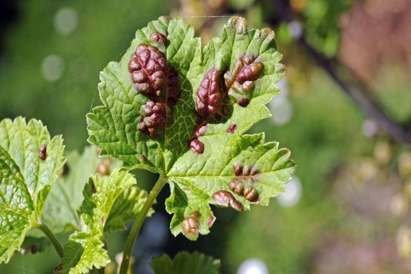 kotak kaca pada gusti currant