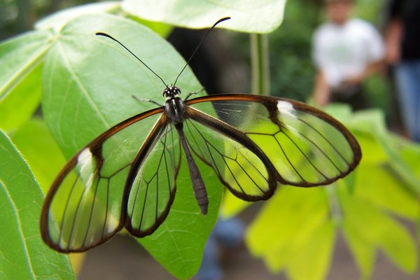 tủ kính