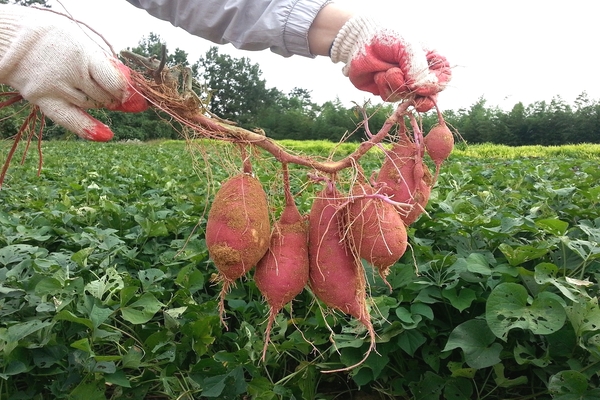 كيف تنمو البطاطا الحلوة