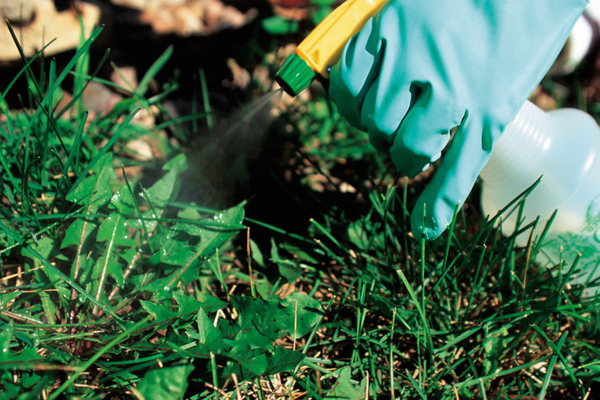 Tornade de mauvaises herbes: une introduction au sujet