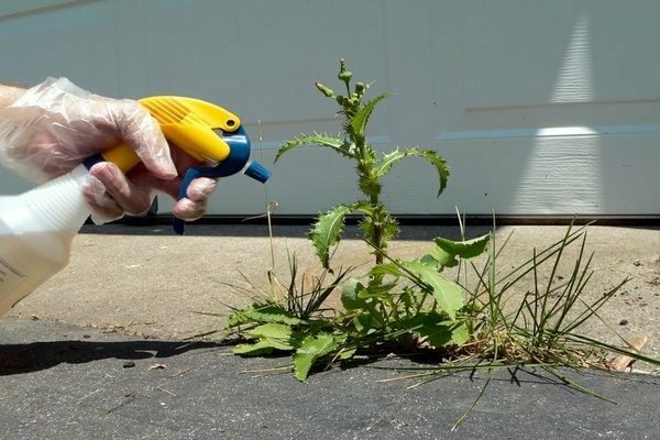 Weed tornado: beskrivelse av middelet