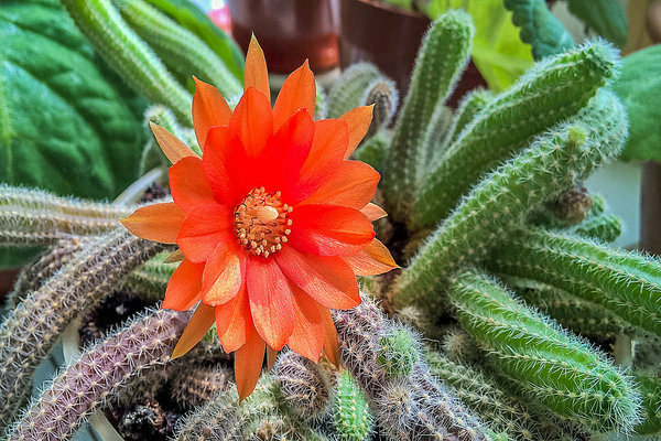 tempo di fioritura del cactus