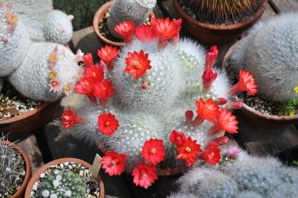 floraison de cactus à la maison