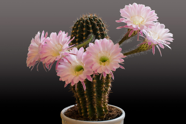 conditions de floraison des cactus