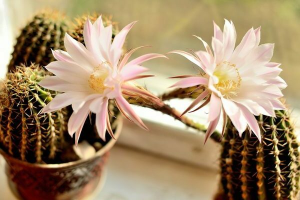 photo de cactus en fleurs