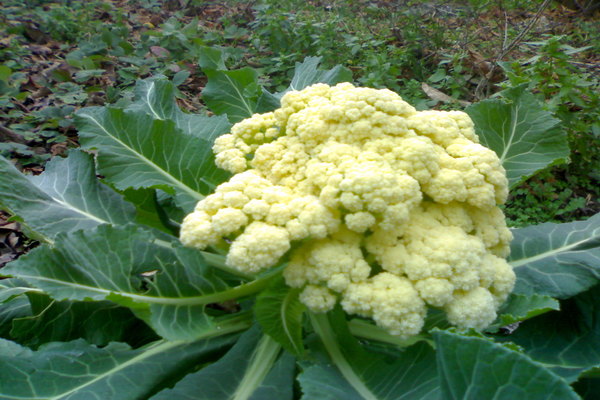 cauliflower cultivation