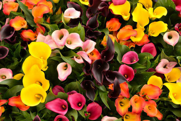 calla flowers photo