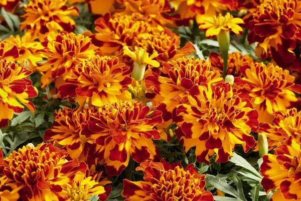 flowers marigold