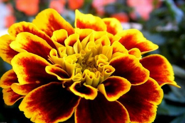 flowers marigold