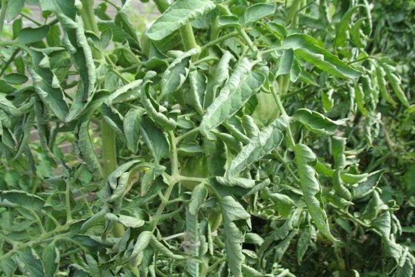 Why do tomato leaves curl leaves: reasons