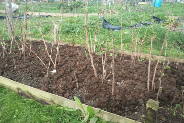 Soins à la framboise: préparation à la plantation, prédécesseurs