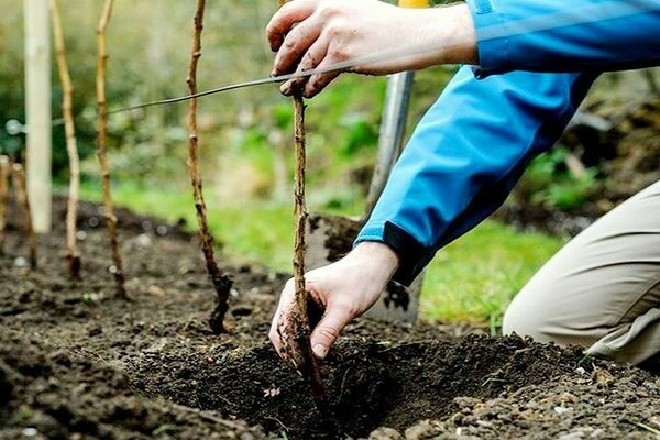 Raspberry care: planting methods