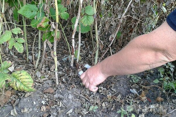 Raspberry: grooming, pruning, garter