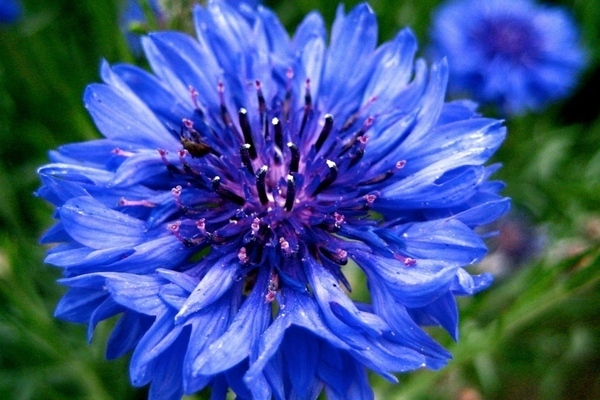 description des cheveux de bleuet