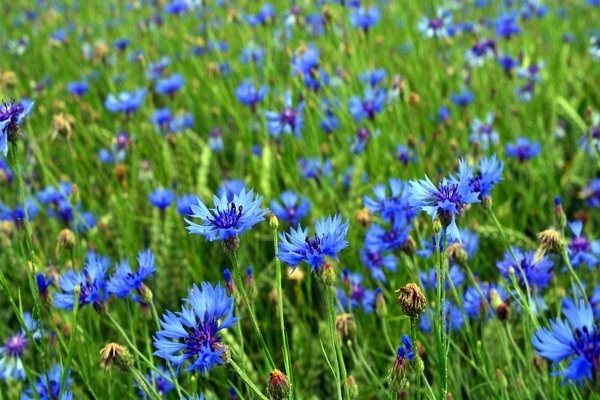 påføring av kornblomst-hår