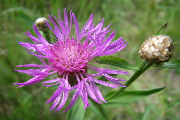 Ano ang hitsura ng halaman ng cornflower