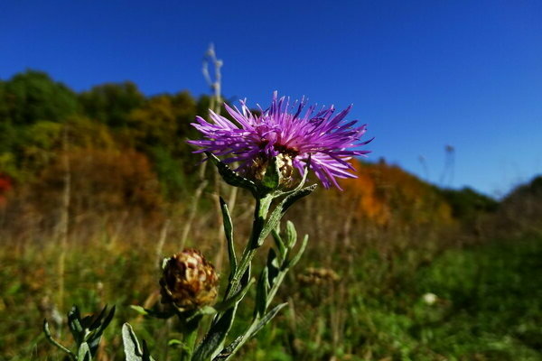 Prairie de bleuet