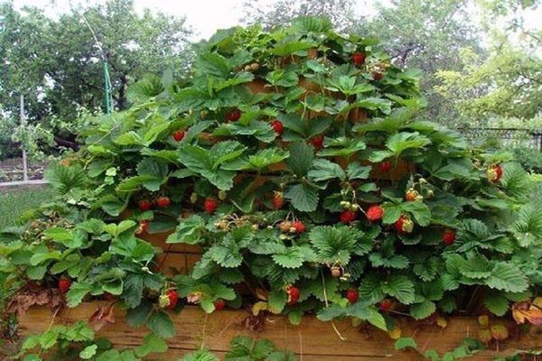 comment faire un lit pour les fraises