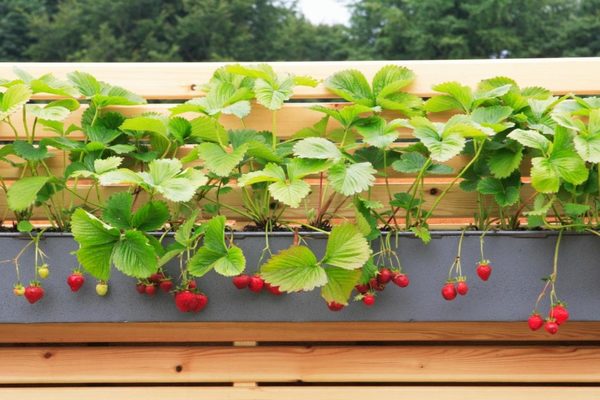 matériel pour parterres de fraises