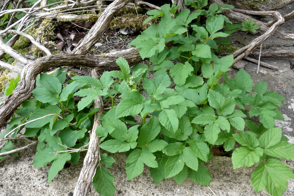 weeds types and names