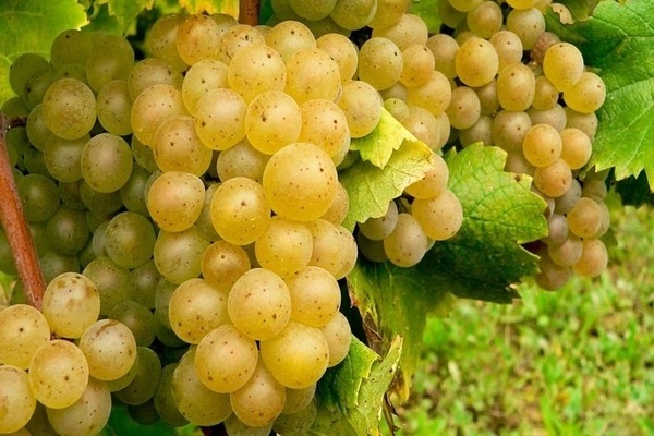 Types of grapes