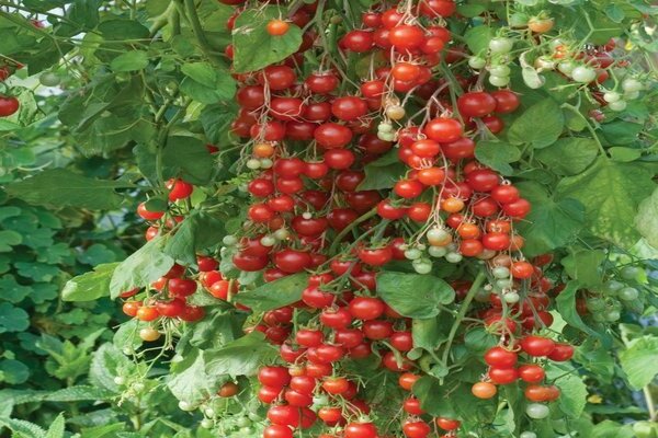 Tomato varieties