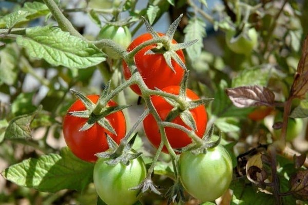 التغذية الورقية للطماطم