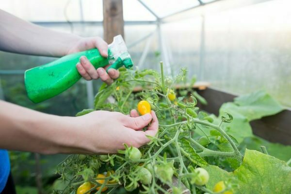 foliar feeding of tomatoes in a greenhouse