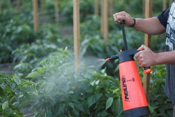 concimazione fogliare di pomodori con acido borico