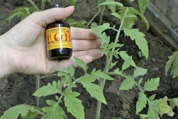 alimentation foliaire des tomates avec de l'iode