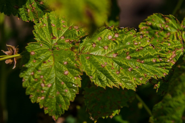 Blackberry pests and the fight against them, photo