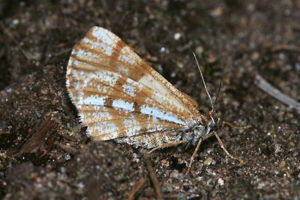 Blackberry pests and the fight against them, photo