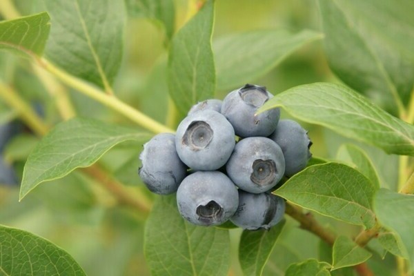 perosak blueberry