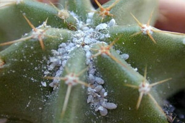 pests of cactus photos