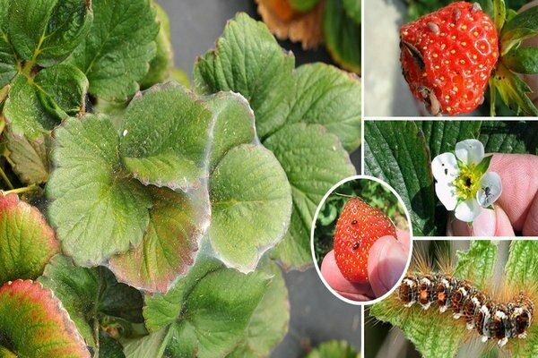 Strawberry pests