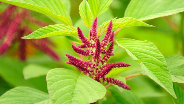 lumalaking amaranth