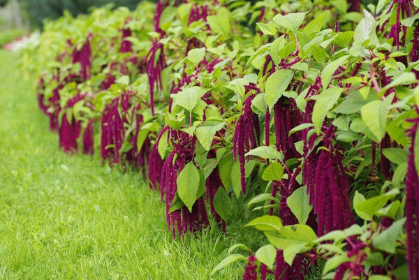 tumbuh amaranth