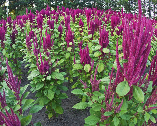 tumbuh amaranth